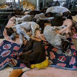 German Shorthaired Pointer Puppies from Proud Pine Farm