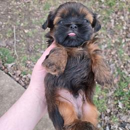 Stew - Black and tan male Shih Tzu puppy in Normal, Illinois from Happy Shih Tzu Homes