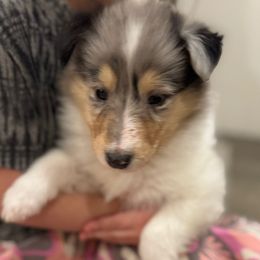 Mistletoe London - Blue merle female Collie puppy in Underwood, Indiana from Third Gen Collies
