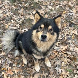 Luka - Finnish Lapphund