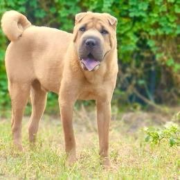 Oakley - Chinese Shar-Pei