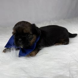 Rolo - Chocolate male Shih Tzu puppy in Columbia, Kentucky from Lisa Bandy Luxe Shih Tzu
