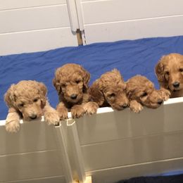 Poodles from Grand Valley Puppies