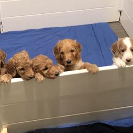 Poodles from Grand Valley Puppies