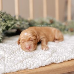 Goose - 12 Days of Christmas - Red  male Goldendoodle puppy in Syracuse, Indiana from The Doodle Cove