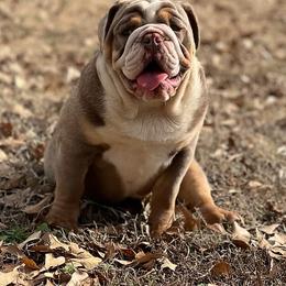 Luna - Bulldog