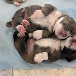 AKC Dreamy boy - Sable spotted white male Chihuahua puppy in Duvall, Washington from Chihuahua Long Coats