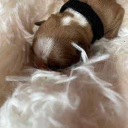 Red - Red male Boston Terrier puppy in Johnstown, Colorado from R&M Bostons