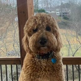 Goldendoodles from Stringer's Goldendoodles