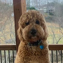 Goldendoodles from Stringer's Goldendoodles