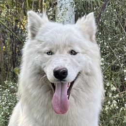 Yeti - Siberian Husky