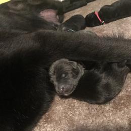 German Shepherd Puppies from StormHaven /Von Dorward German Shepherd Dogs