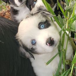 Australian Shepherd Puppies from Aussieway