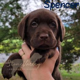 Spencer - navy collar - Chocolate Labrador Retriever puppy in Huntingdon, Pennsylvania from Stone Valley Labrador Retrievers