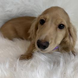 Dachshund puppies from Eastern Juniper Dachshunds