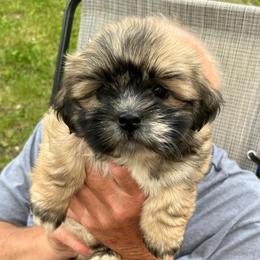 Coco - Brindle and white female Shih Tzu puppy in Reading, Michigan from You Little Shih-tzu’s 😊