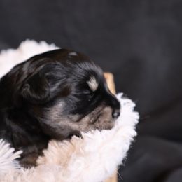 Girl 3 - Black and silver female Miniature Schnauzer puppy in Milmay, New Jersey from Butterleaf Farms