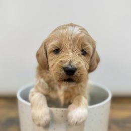 Star - Cream female Goldendoodle puppy in Kenansville, North Carolina from J+A Family Doodles