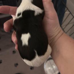 Oreo - Tri-color female Cavalier King Charles Spaniel puppy in Avalon Beach, Florida from Cavaliers of Avalon