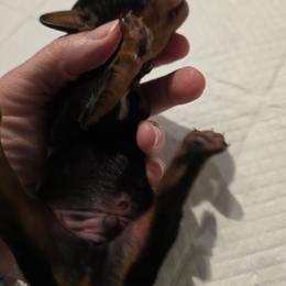 Rico - Black and tan male Dachshund puppy in Dayton, Ohio from Jen's Mini Dachshunds