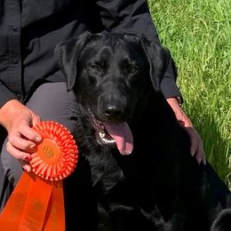 Bravo - Labrador Retriever