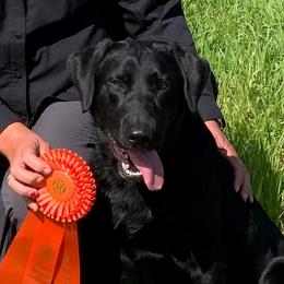 Bravo - Labrador Retriever
