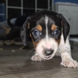 Dachshund Puppies from Neeley Family's Weenies