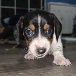 Dachshund Puppies from Neeley Family's Weenies