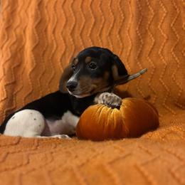 Green collar, male - Piebald male Dachshund puppy in Brevard, North Carolina from Morgan’s Dachshund’s & Aussies
