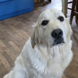 Patsy - Golden Retriever
