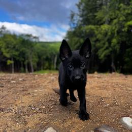 Boy 1 - Black male Belgian Malinois puppy in Billerica, Massachusetts from Battle Road K9