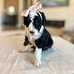 Prada - Black and white female Aussiedoodle puppy in Queen Creek, Arizona from Sunny Doodles