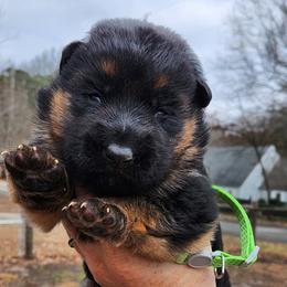 Girl 4 - Black and red female German Shepherd puppy in Roanoke, Alabama from Von Schönen Träumen German Shepherds