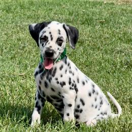 Roxie - White and black female Dalmatian puppy in Mt. Vernon, Texas from Double B