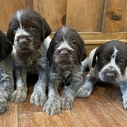 Wirehaired Pointing Griffon Puppies from Glendale Griffons