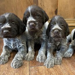 Wirehaired Pointing Griffon Puppies from Glendale Griffons