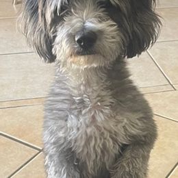 Maltipoos from Cochran’s Maltipoo’s