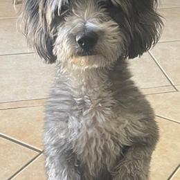 Maltipoos from Cochran’s Maltipoo’s
