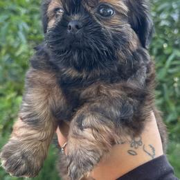 Kai - Sable male Shih Tzu puppy in Chico, California from North State Shih tzus