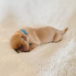 Smokey, dark blue collar male - Dark golden male Golden Retriever puppy in Forest Hill, Texas from Gillit Family Goldens of NTX