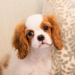 Cavalier King Charles Spaniels and Cavapoos from Waggin Tails