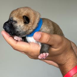 Blue - Red male Shiba Inu puppy in Elizabeth, New Jersey from Shiba Inu Loving Care