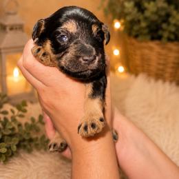 Ross - Black male Miniature Schnauzer puppy in Miami, Florida from Chiquiticos Shnauzers