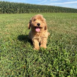 Griffin- 7358 - Apricot male Goldendoodle puppy in Wever, Iowa from JK Royal Lines