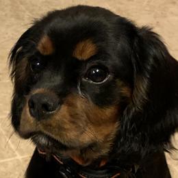 Rosie - Cavalier King Charles Spaniel