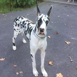 Great Danes from Rashane Danes