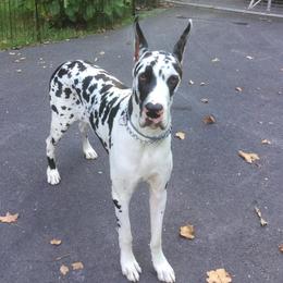 Great Danes from Rashane Danes