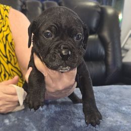 Black - Black male Cane Corso puppy in Jacksonville, Florida from Fleming Cane Corso's