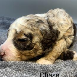 Chase - Chocolate merle male Bernedoodle puppy in New Ringgold, Pennsylvania from Hawk Mountain Doodles