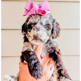 Opal - Chocolate merle female Bernedoodle puppy in Lake City, Florida from 224 Doodles and Poodles